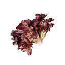 LECHUGA HOJA DE ROBLE Zouhir (und)