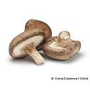 SHIITAKE ZIZAK