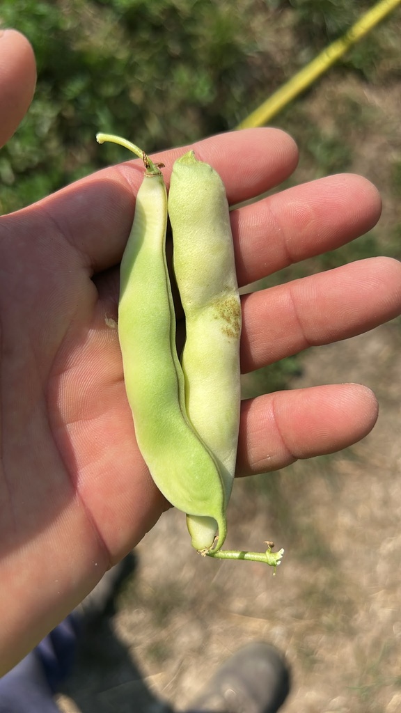 ALUBIA POCHA (kg)