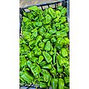EKO-PIMIENTO VERDE TRADICIONAL