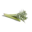 CARDO (1 und de mas de 3 kg.)