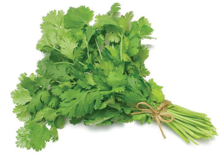 CILANTRO (manojo)