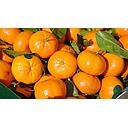 CAJA DE NARANJAS (5kg) Y MANDARINAS (5kg) (solo pabellon)