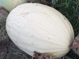 MELON BLANCO VALENCIANO (und de 2kg)