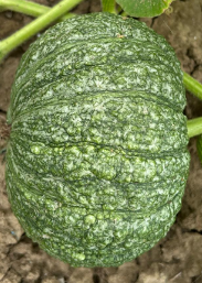 CALABAZA GRIS (kg)