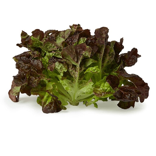 [1010217] LECHUGA HOJA DE ROBLE Zouhir (und)