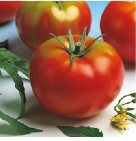 [1010293] TOMATE ENSALADA LOCAL (kg)